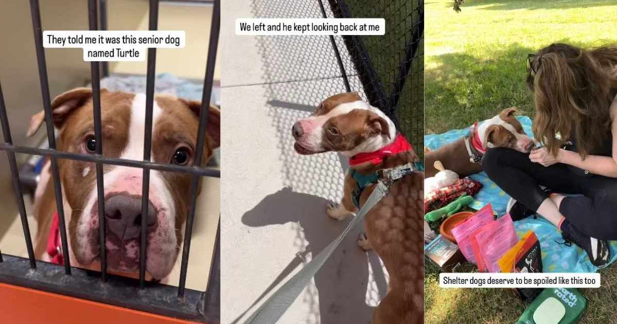 Human Meets Shelter Dog & Realizes He Deserves So Much More Than Being Told He’s ‘Too Old’