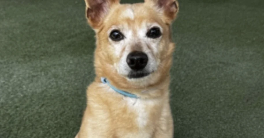 Forever Friday: Senior Chihuahua Paul Anka Is Ready to Leave Shelter Life Behind