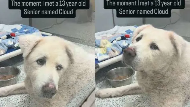 Heartbroken Senior Shelter Dog Finds His Spark Again After Someone Chooses Him