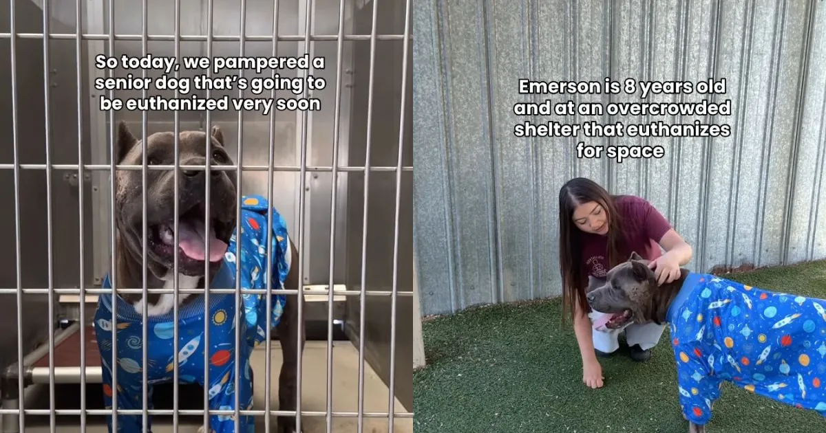 Senior Shelter Dog With Scars All Over His Body Waits To Be Chosen