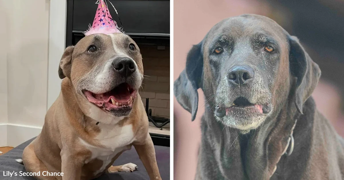 A Grieving Dog Dad Built A Lifeline For Old Shelter Dogs After One Changed His Life