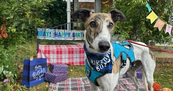 'Britain's loneliest dog' finds forever home after 550 days at Old Windsor rescue centre