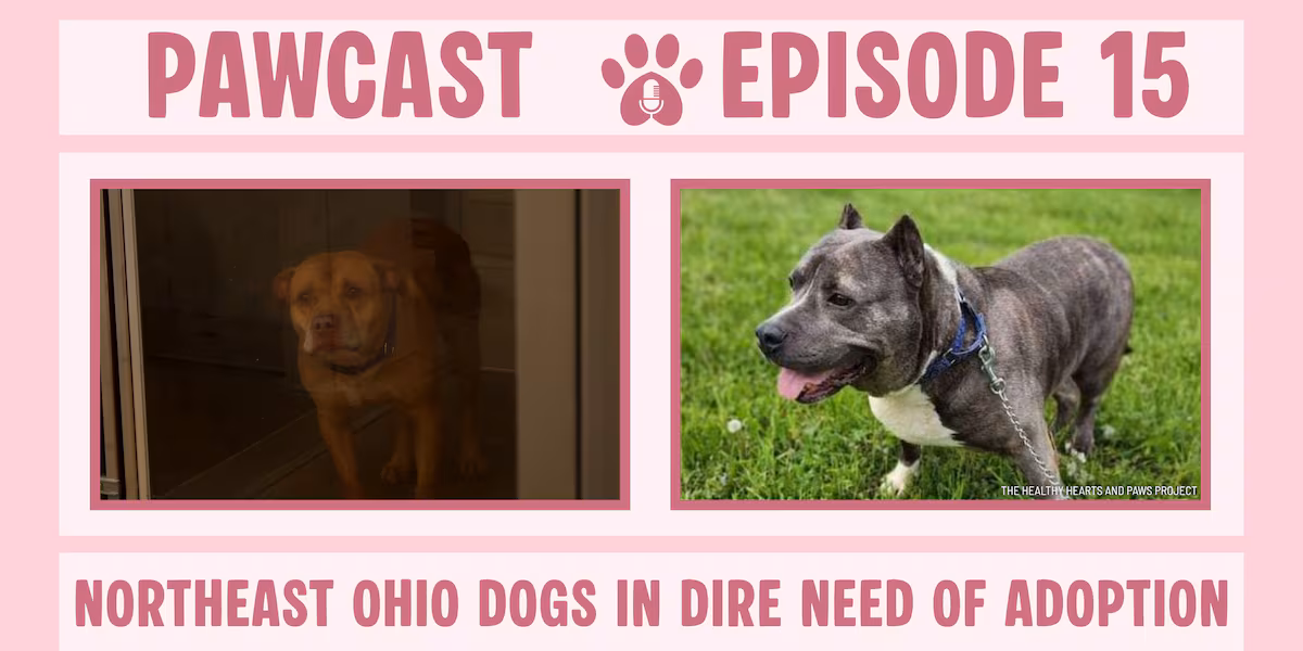 Pawcast, Episode 15: Northeast Ohio dogs in dire need of adoption