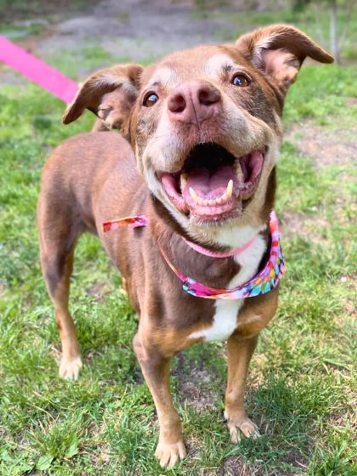 Adoption Spotlight: Angel
