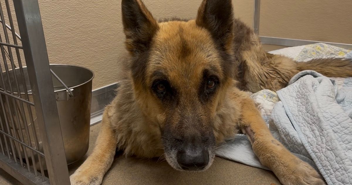 Injured German shepherd receives hospice care through Broward County Animal Care partnership