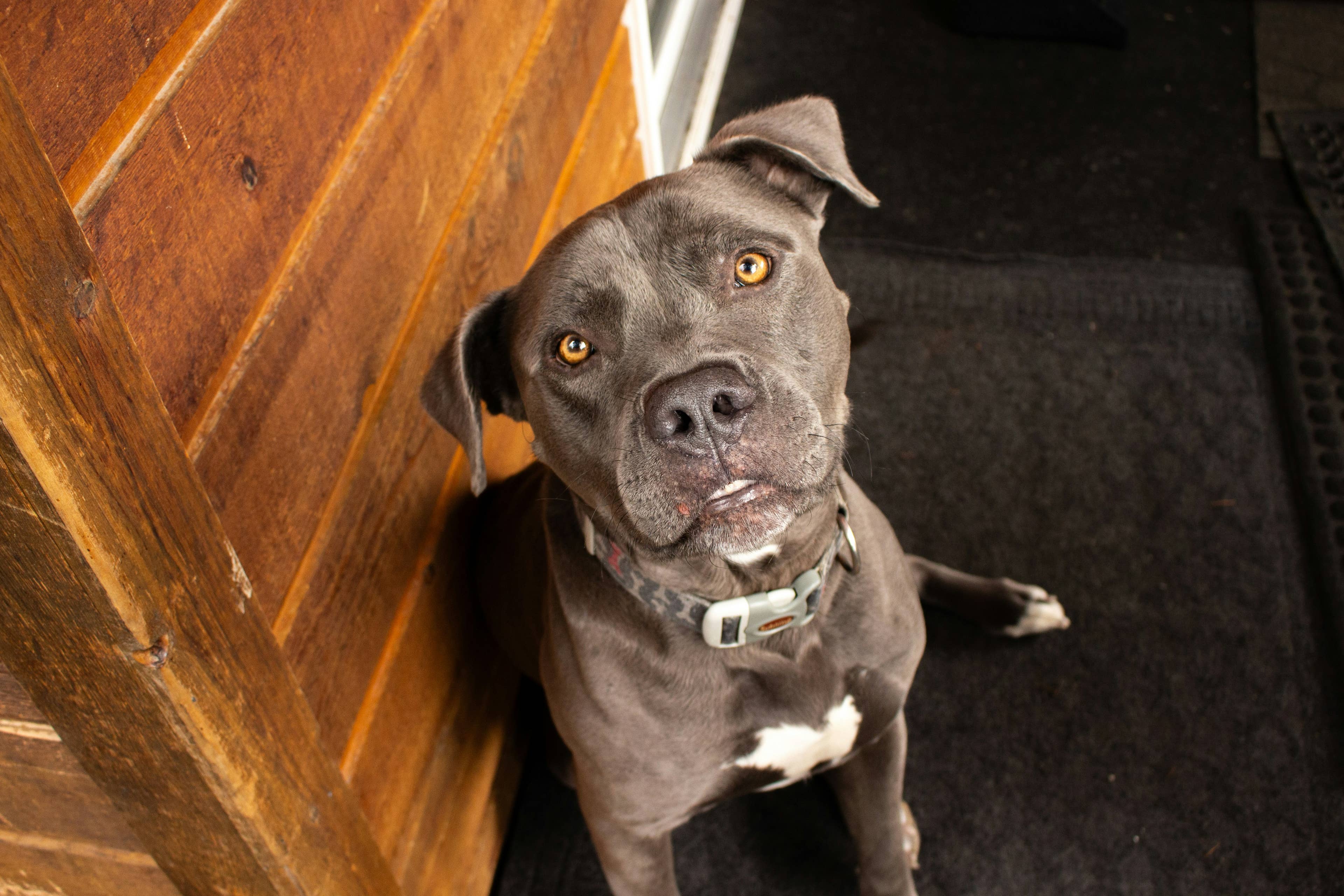 Shelter's 'Longest Resident' Dog Meets New Dad and It's 'Love at First Sight'