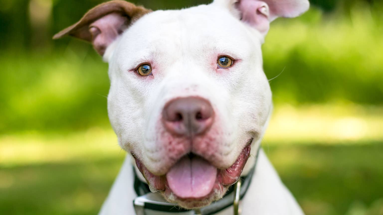 Family Creates a Special Welcome Station in Their Yard So Their Hospice Dog Can Enjoy Visiting PupsFamily Creates a Special Welcome Station in Their Yard So Their Hospice Dog Can Enjoy Visiting Pups