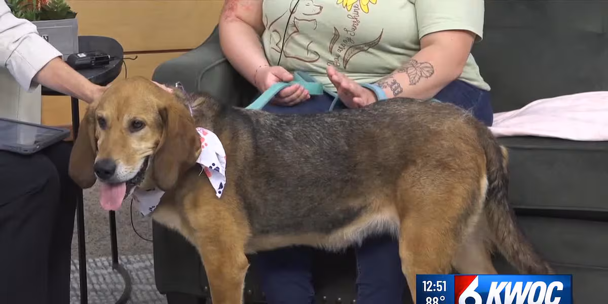 Meet Dixie: Sweet senior hound seeking a new home in the Quad Cities