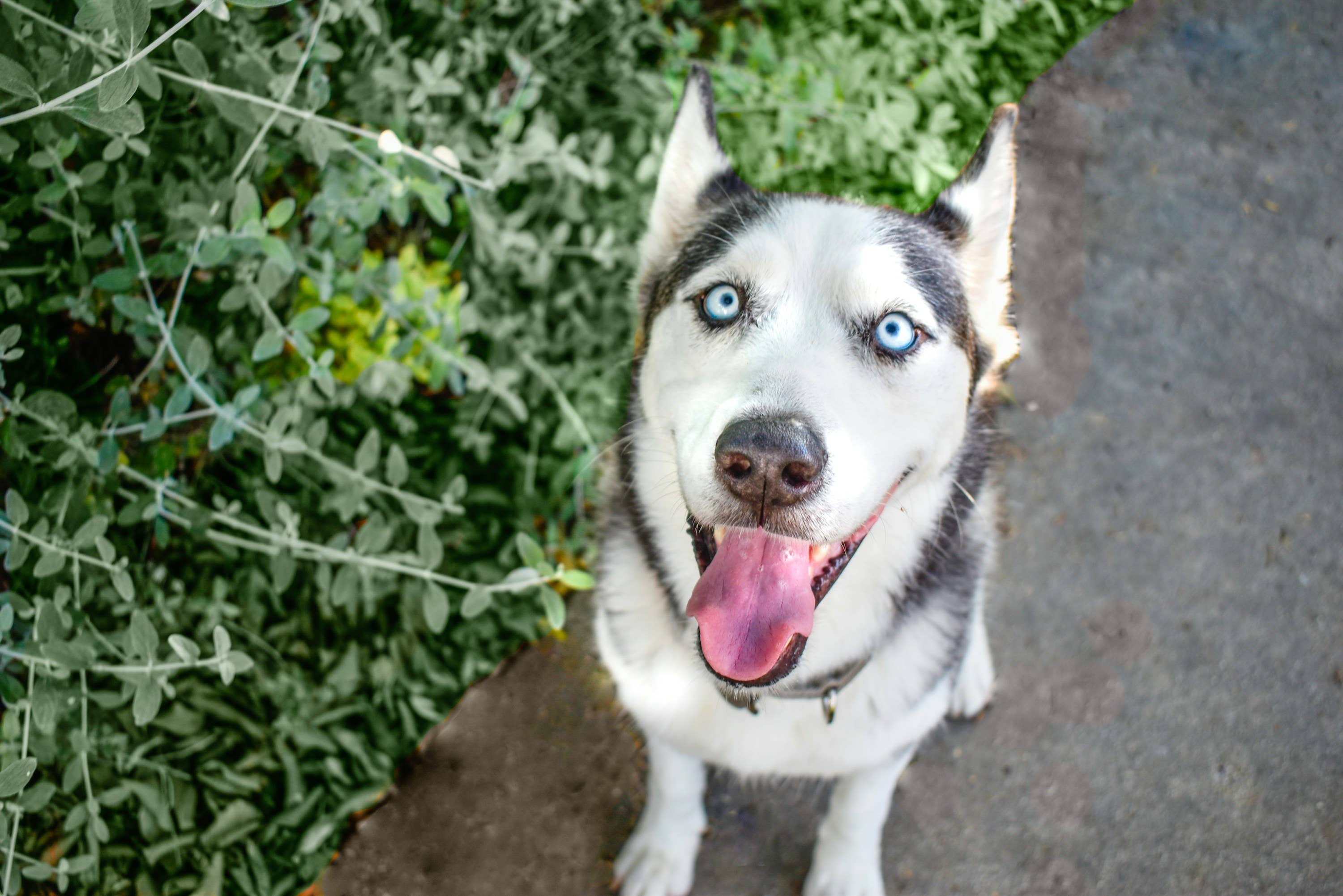 Senior Husky Who's 'Never Been in a Shelter' Longs for a Second Chance at Happiness