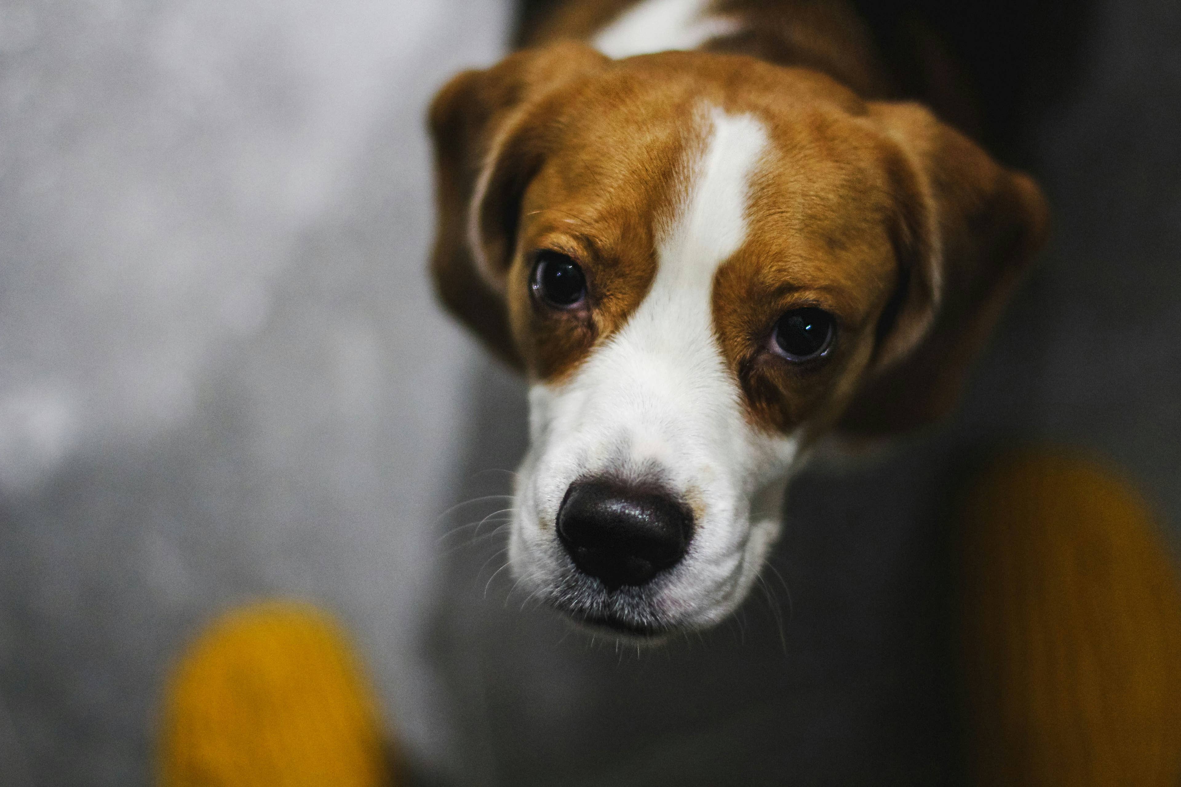 'Friendliest' Shelter Dog Has Been Overlooked for a Year — and It's Breaking Hearts