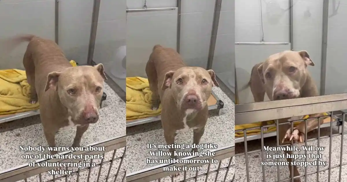 Shelter Dog on ‘Borrowed Time’ Can’t Hide Her Joy When Someone Stops To Greet Her
