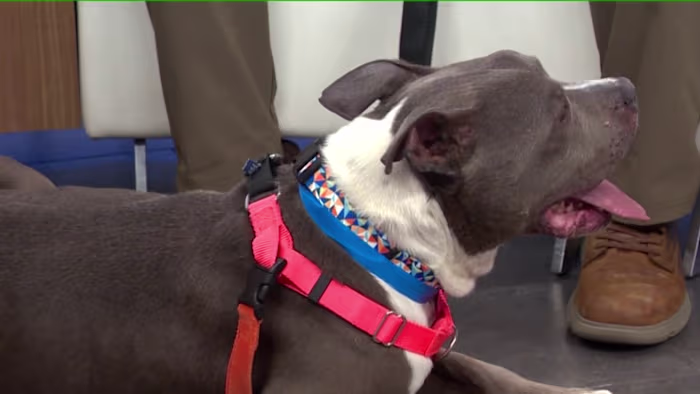 10-year-old shelter dog Rigby seeks forever home as heat dangers mount for pets