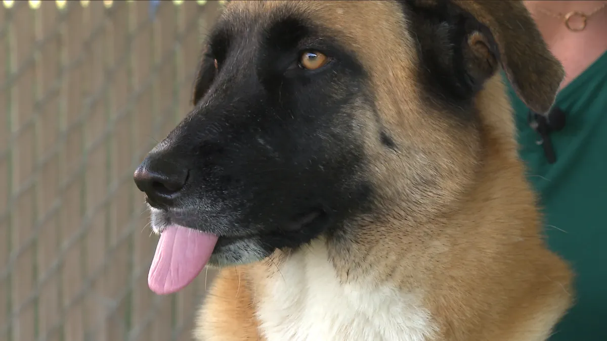 After nearly 2 years at Chula Vista shelter, Lennox finds forever home