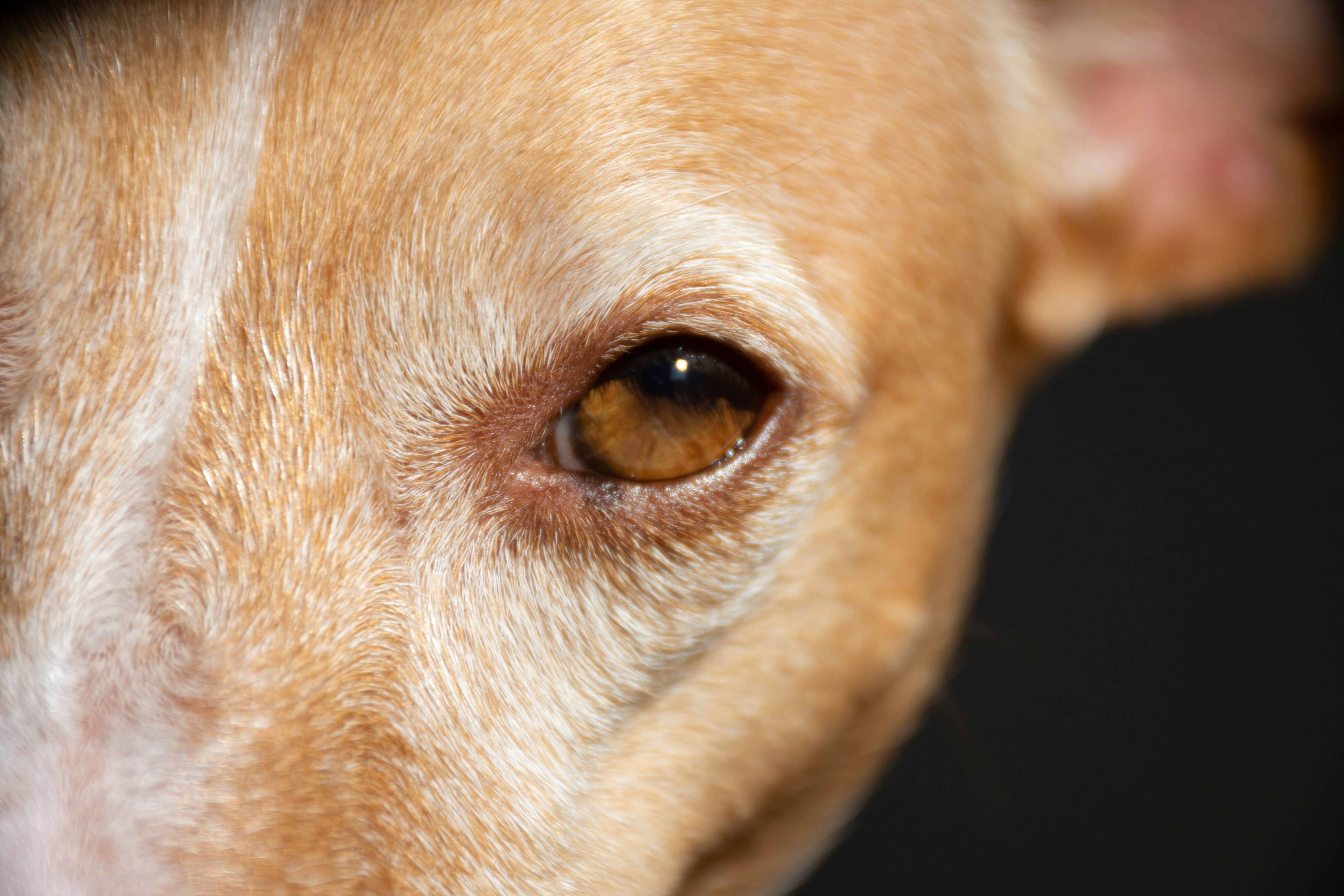 Shelter Pit Bull Mix's Heart-Shaped Forehead Mark Perfectly Matches His Sweet Personality
