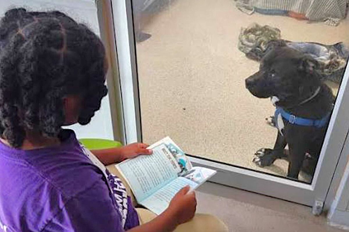 Florida 11-year-old read to shelter dog Hopper, and he was adopted after nearly 400 days