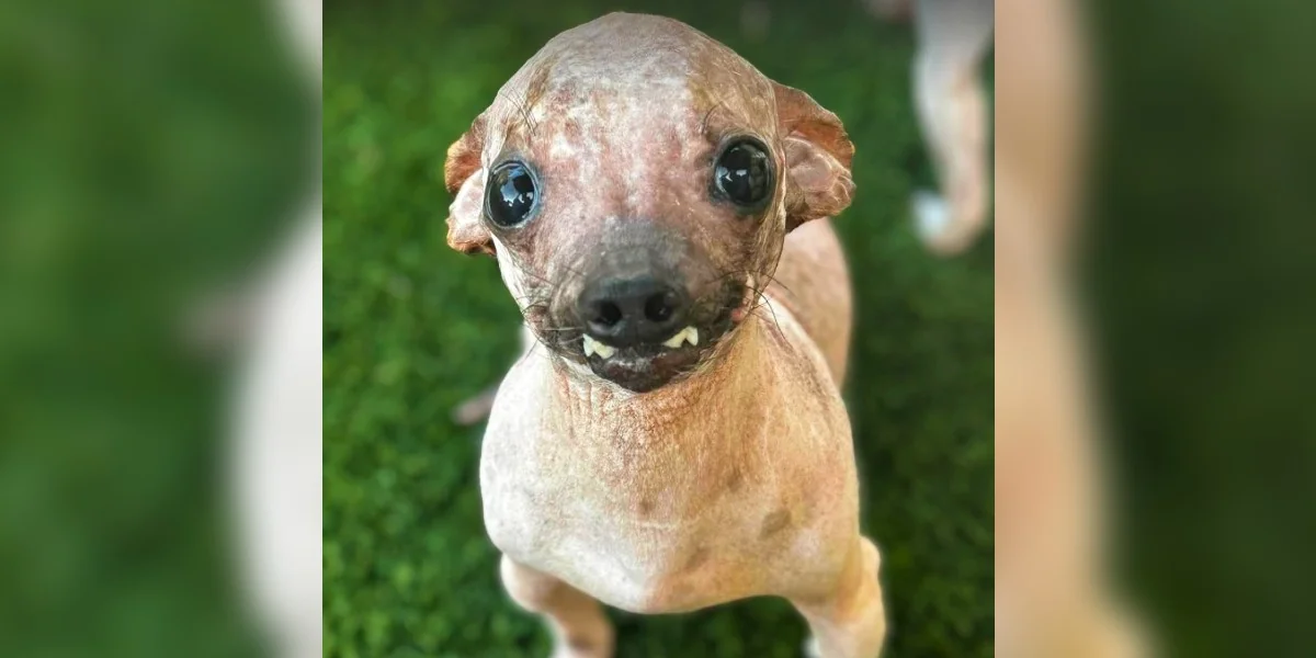 Shelter Dog Turns Heads Everywhere He Goes — But Doesn't Realize He's Different