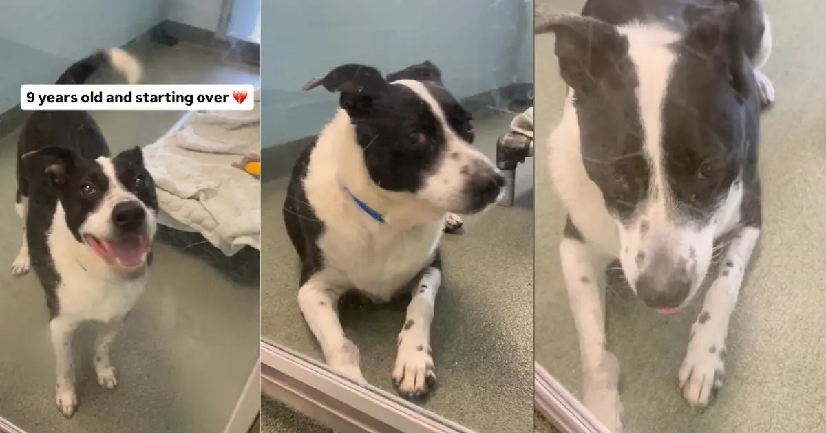 Dog Found as Stray Returns to the Same Shelter He Was Adopted From Years Ago