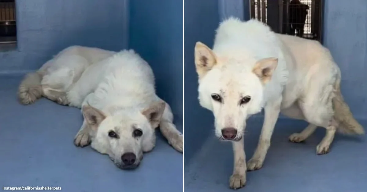Dog Gives Her Family Thirteen Years Until Moving Day Leaves Her Behind