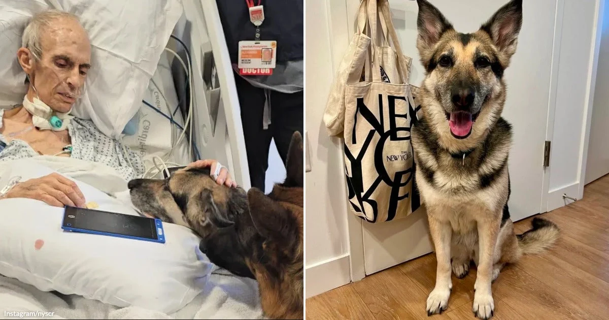 Dying Man’s Final Wish Comes True as Her Beloved Dogs Find a Forever Home Together