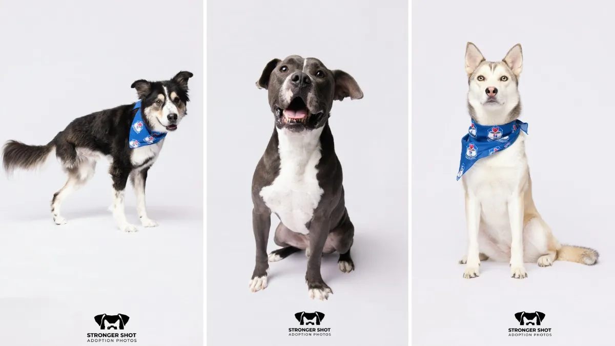 How this photographer gives shelter pets a ‘stronger shot' at adoption