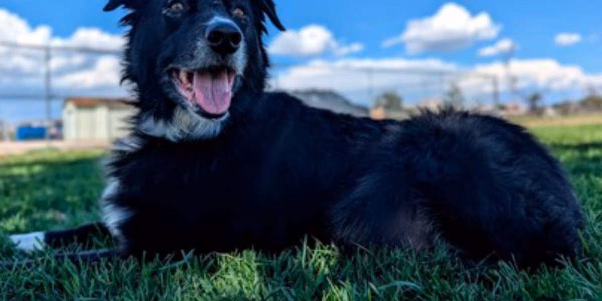 Ace, a 10-year-old dog, needs a new home