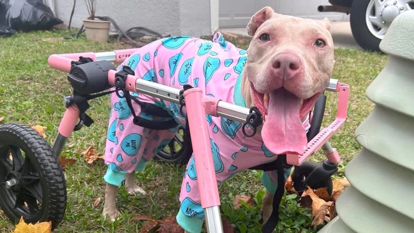Hospice dog 'Baby' left helpless after $600 wheelchair stolen from Florida rescue