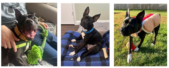 Mohawk Hudson Humane Society Launches New Sponsored Adoption Program "Hidden Gems" Adoption Fund Helps Long-Stay Shelter Pets Shine