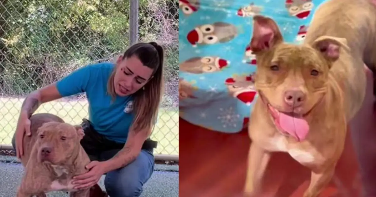 Mama Shelter Dog Watches Her Babies Leave One by One & Barks at Human, Begging To Be Let Out