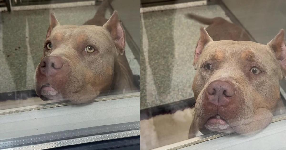 Shelter Dog’s Longing Eyes & Wagging Tail Hides a Painful Truth That Breaks a Human’s Heart