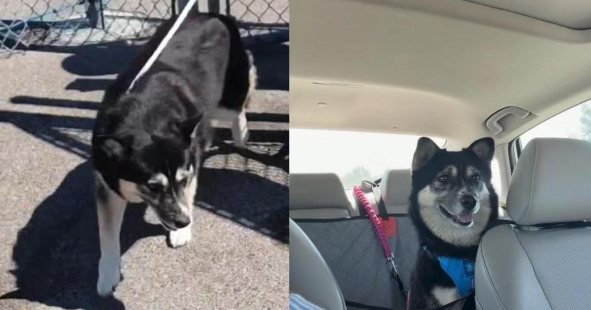 Shelter Dog Walks Out Those Doors for the Final Time, Unaware She’ll Never Have To Go Back