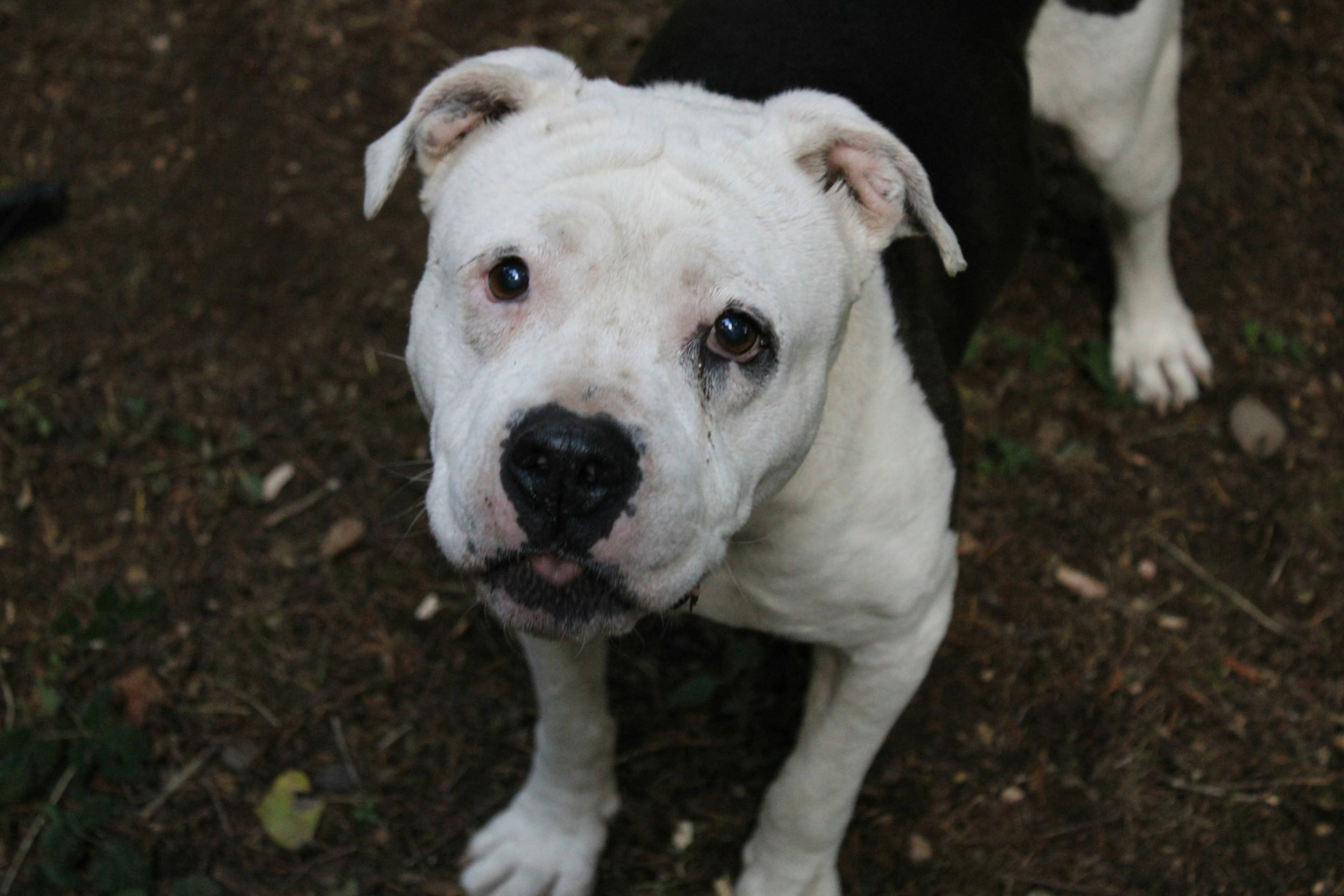 Senior Pit Bull Mix Meets New Mom Who Traveled 1,000 Miles to Adopt Him