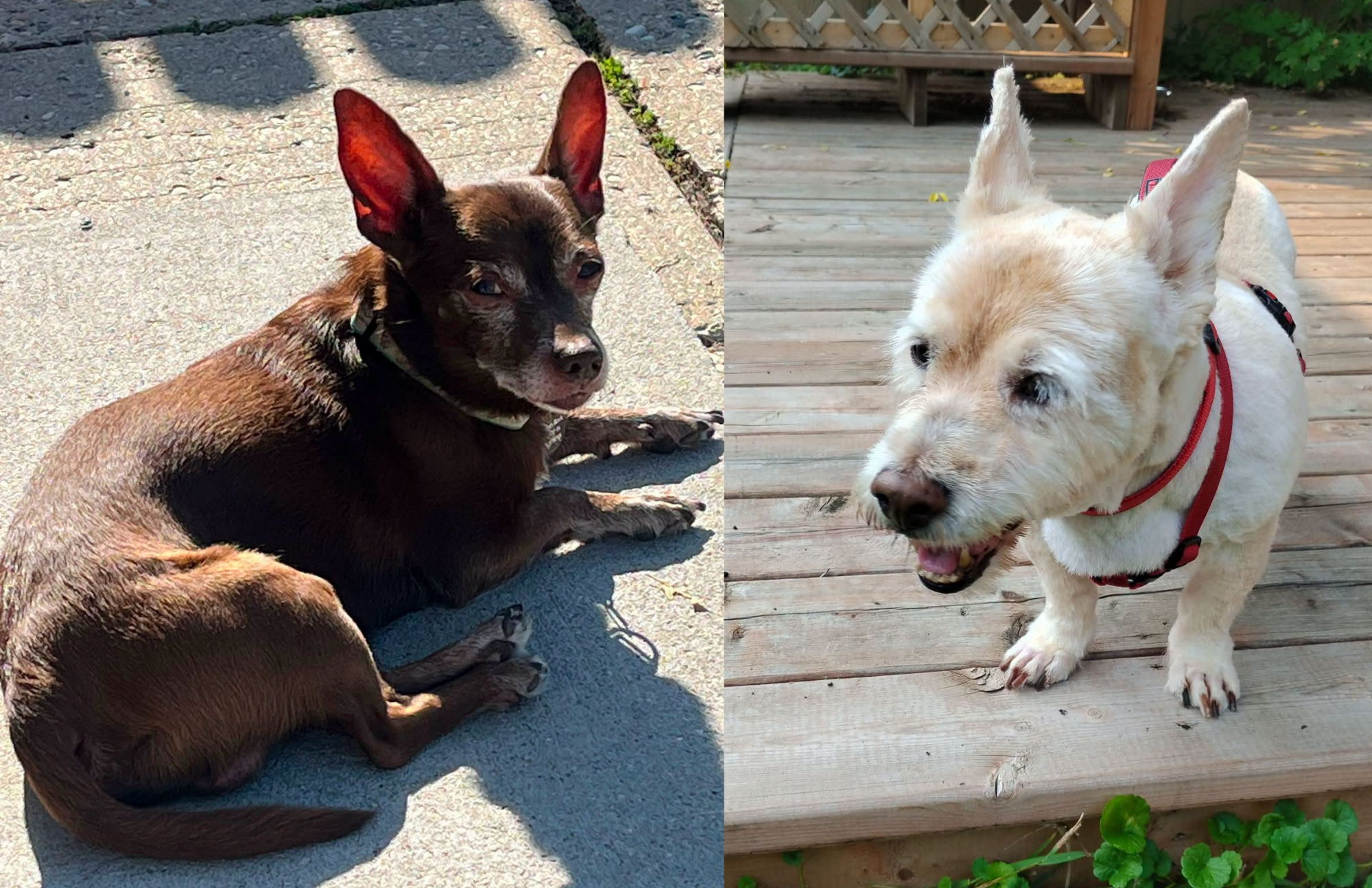 Winnipeg rescue gives senior dogs a second chance at love