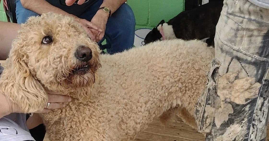 Teen Left Heartbroken After Beloved Dog Adopted from Upson Shelter; Social Media Reaction Grows