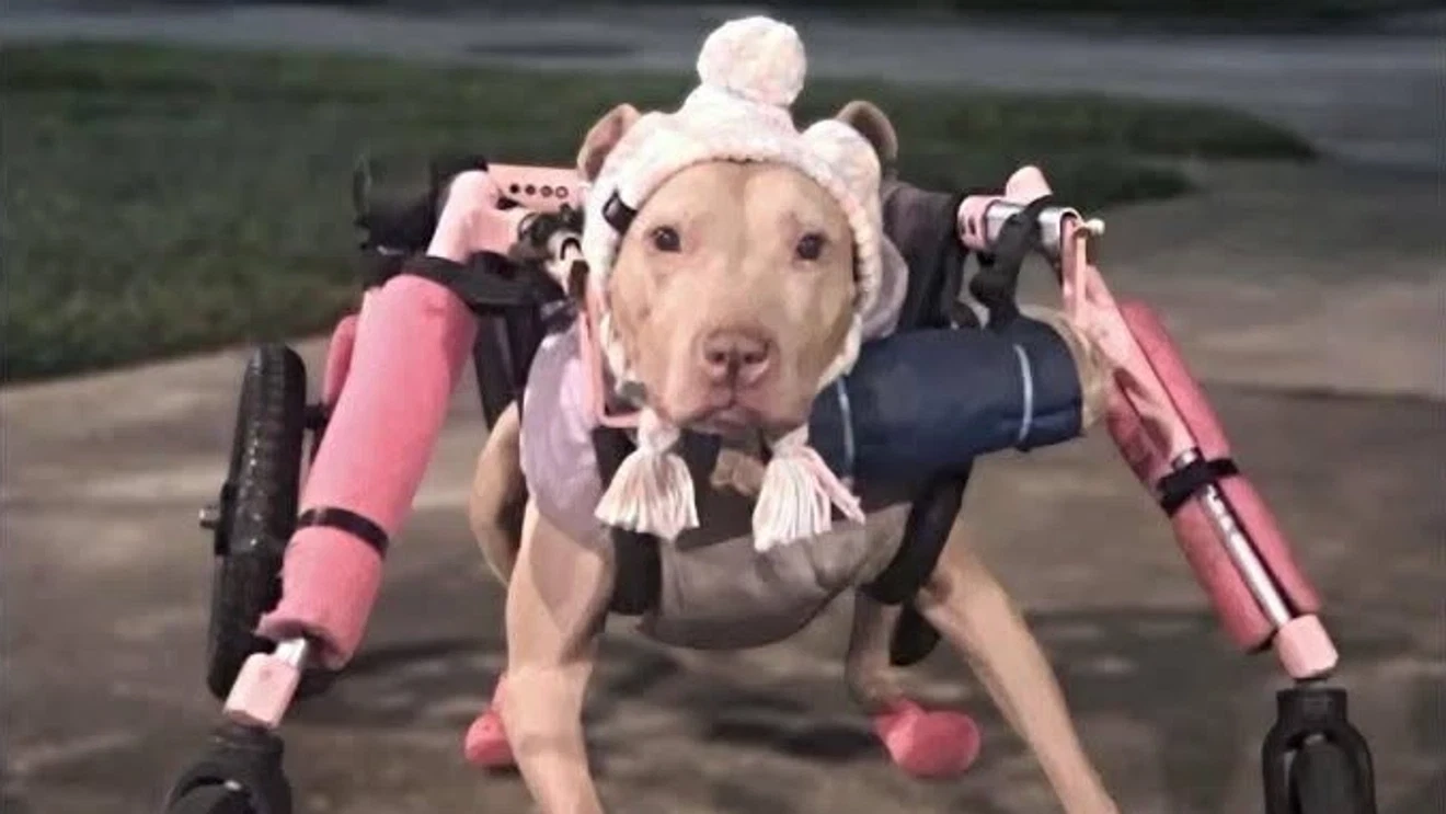 New wheels for Baby: Disabled rescue dog to get wheelchair after hers was stolen