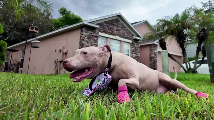 Replacement wheelchair on the way after disabled St. Cloud dog’s chair stolen