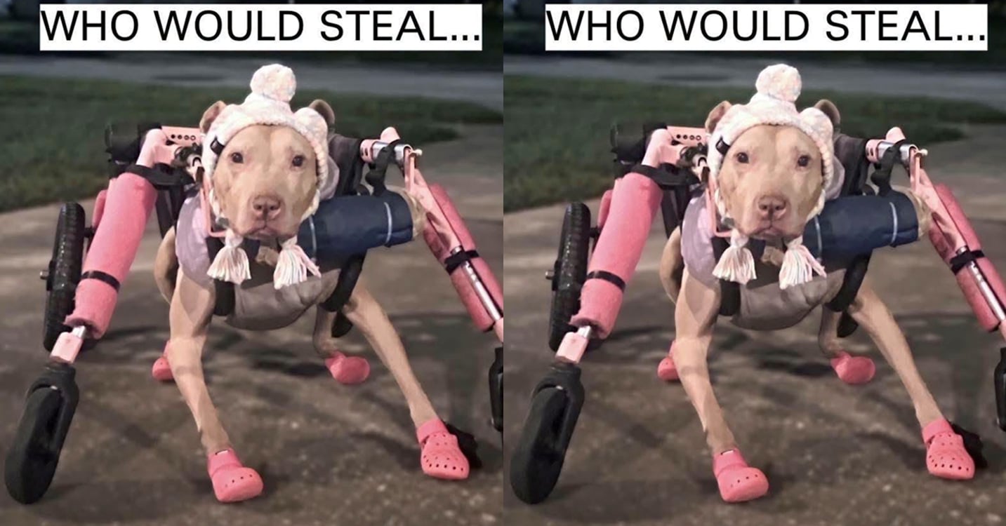Somebody Stole This Disabled Pit Bull's $800 Pink Wheelchair Right Off The Front Porch, And She Can't Walk Without It