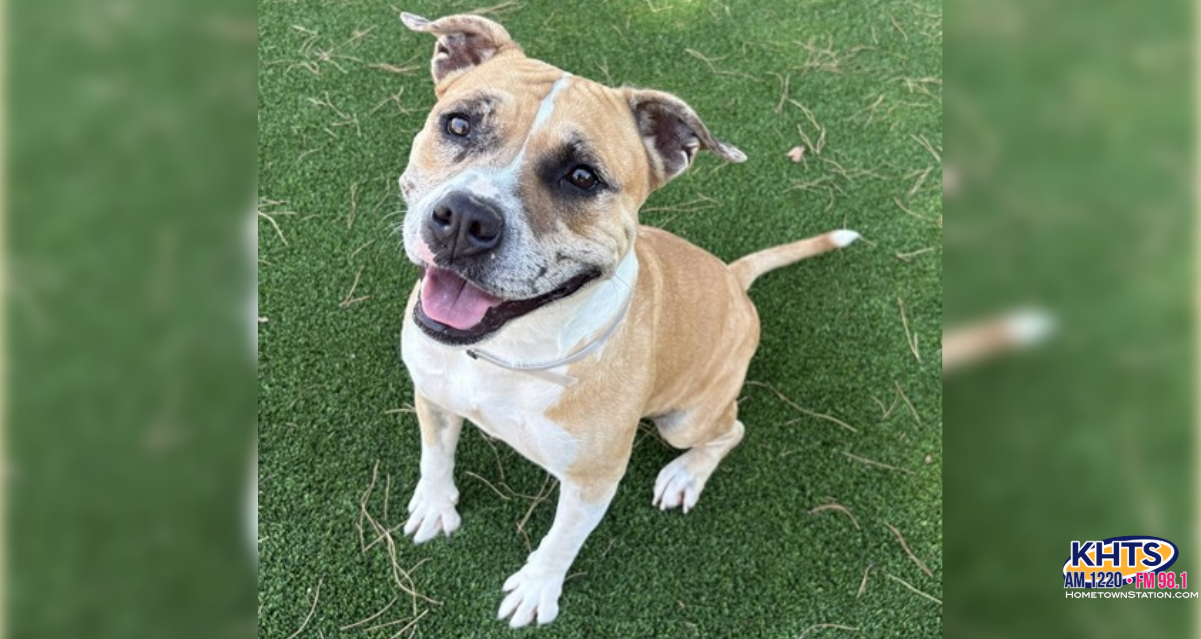 Overlooked Gladys Looking For Forever Home At SCV Animal Care Center