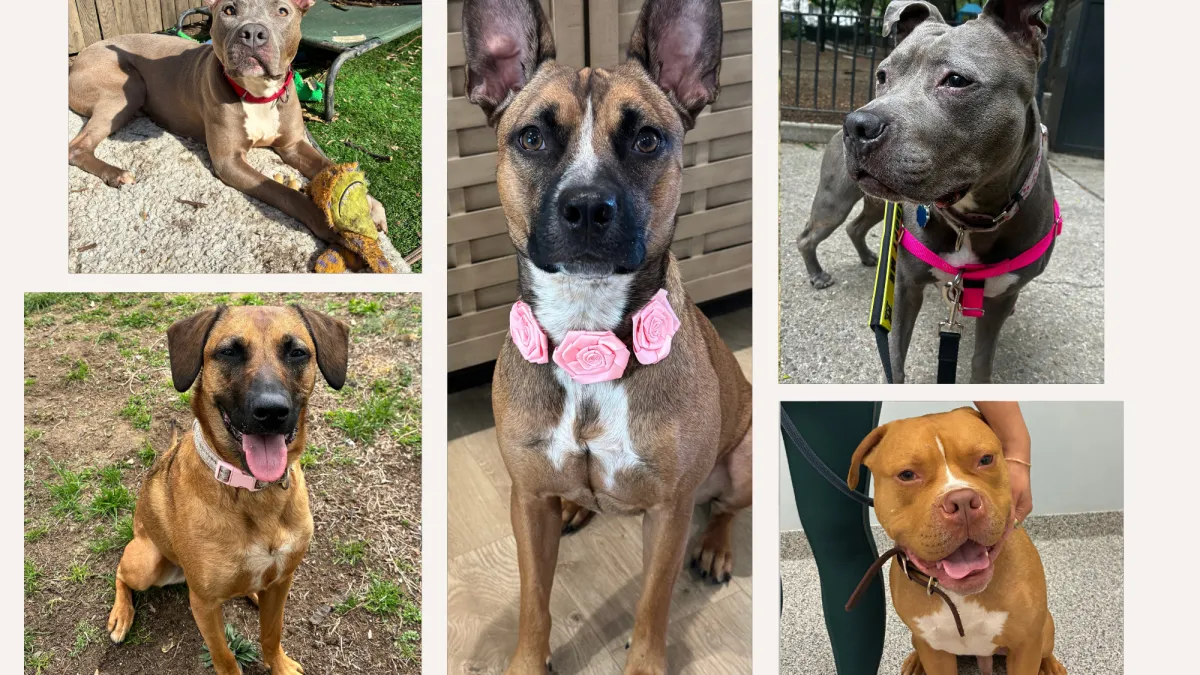 These ‘pawsome' furry friends are waiting for their forever homes at Pawsome Squad rescue