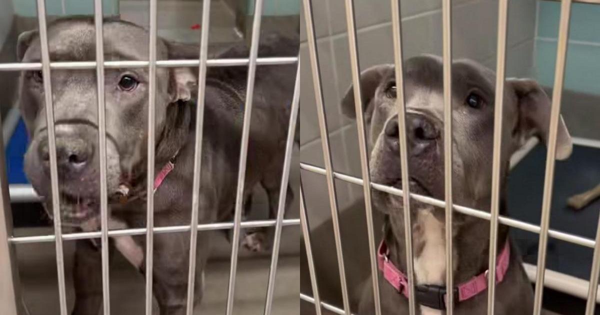 ‘Neglected’ Senior Shelter Dog Hopes To Be Chosen as He Has Little Time Left
