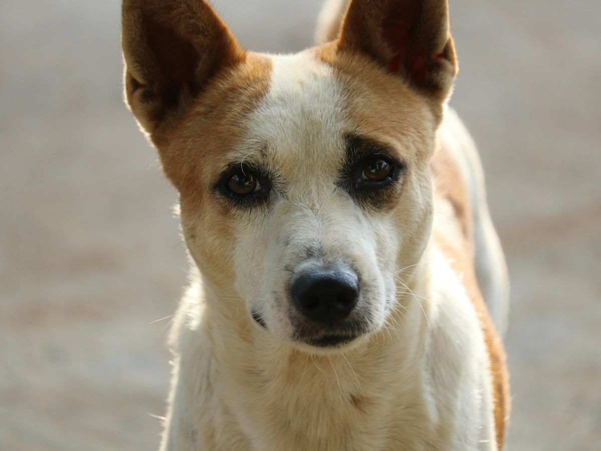 Overlooked Shelter Dog Smiles With Pure Gratitude as Someone Finally 'Loves on Him'
