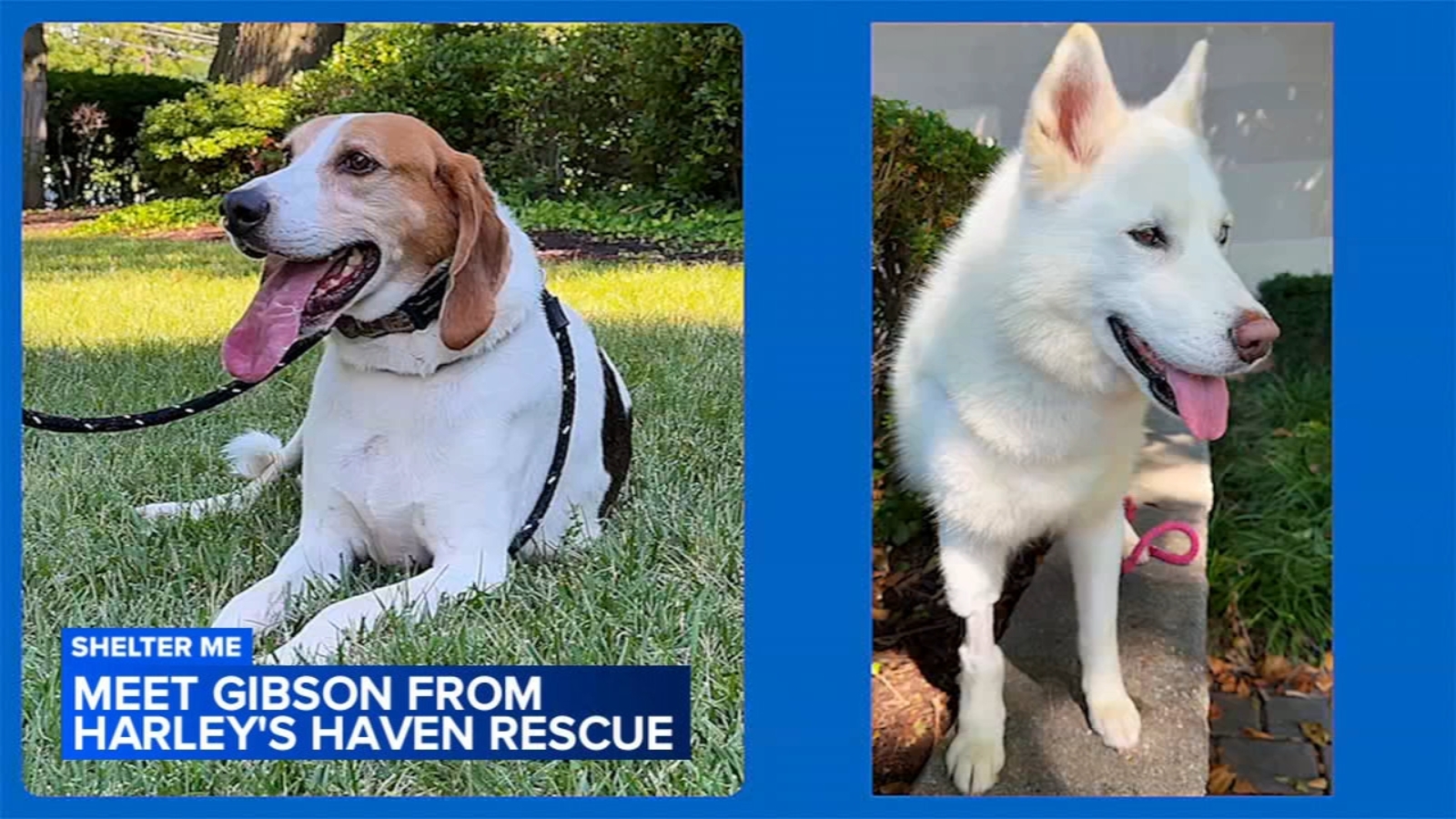 Shelter Me: Athena from 3 Husketeers Rescue and Gibson from Harley's Haven Dog Rescue