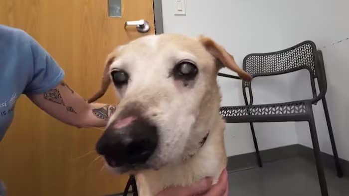 Forever Fosters needed for senior pets at Angels of Assisi in Roanoke | Rachel to the Rescue