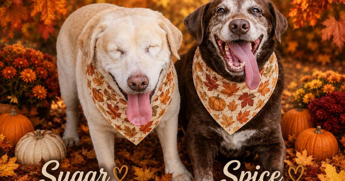 'They need to be together.' Sweet, bonded senior lab sisters in desperate need of forever home