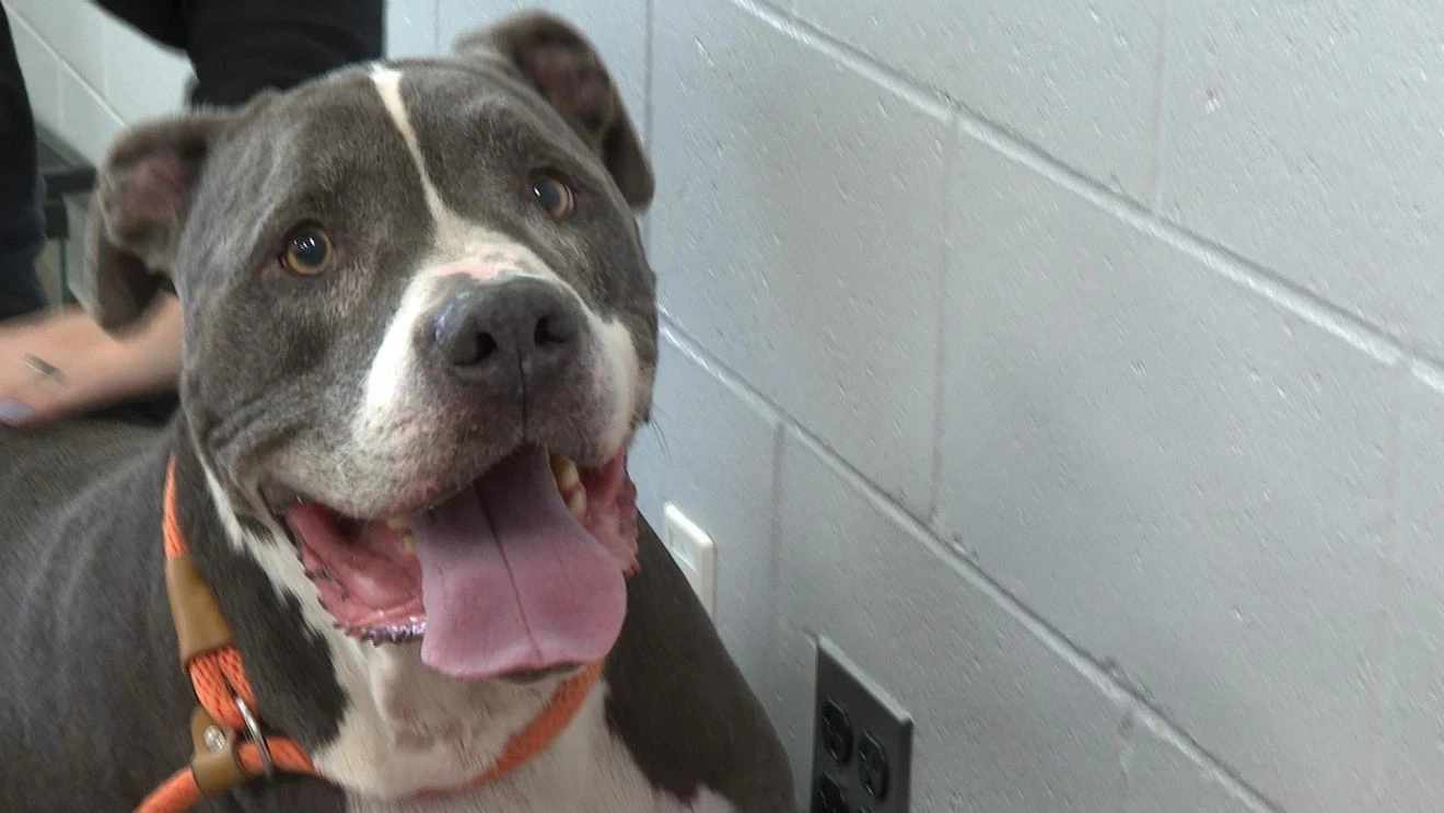 RESCUE ROUNDUP: Senior dog Henry looking for a calm place to call home