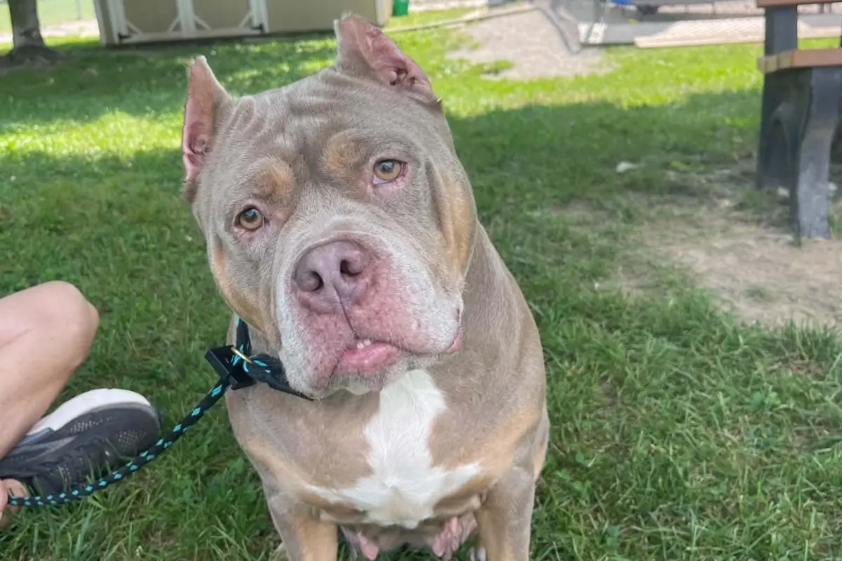 Meet Charlette — Friends of Sangamon County Animal Control Dog of the Week