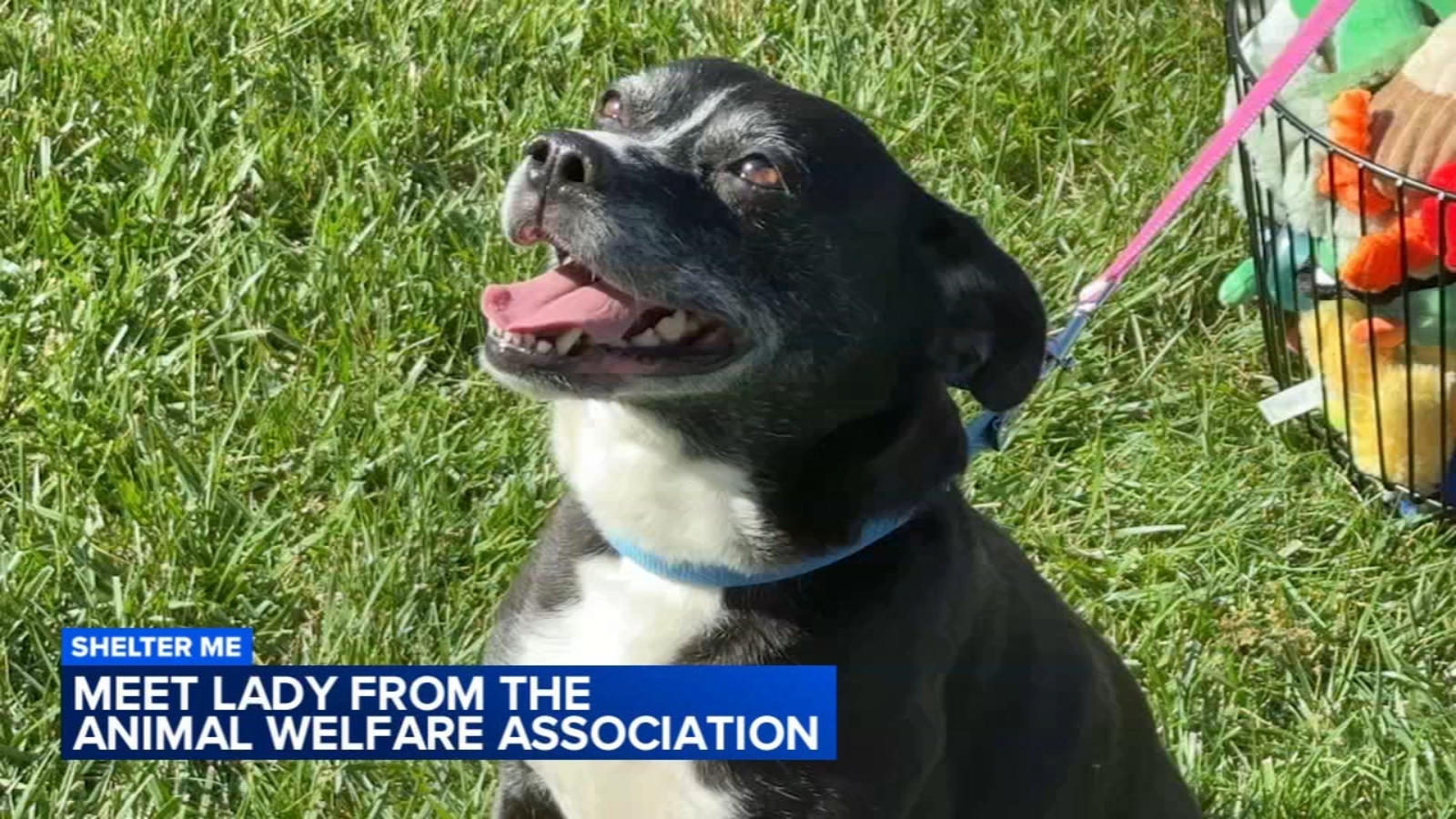 Shelter Me: Meet Lady!