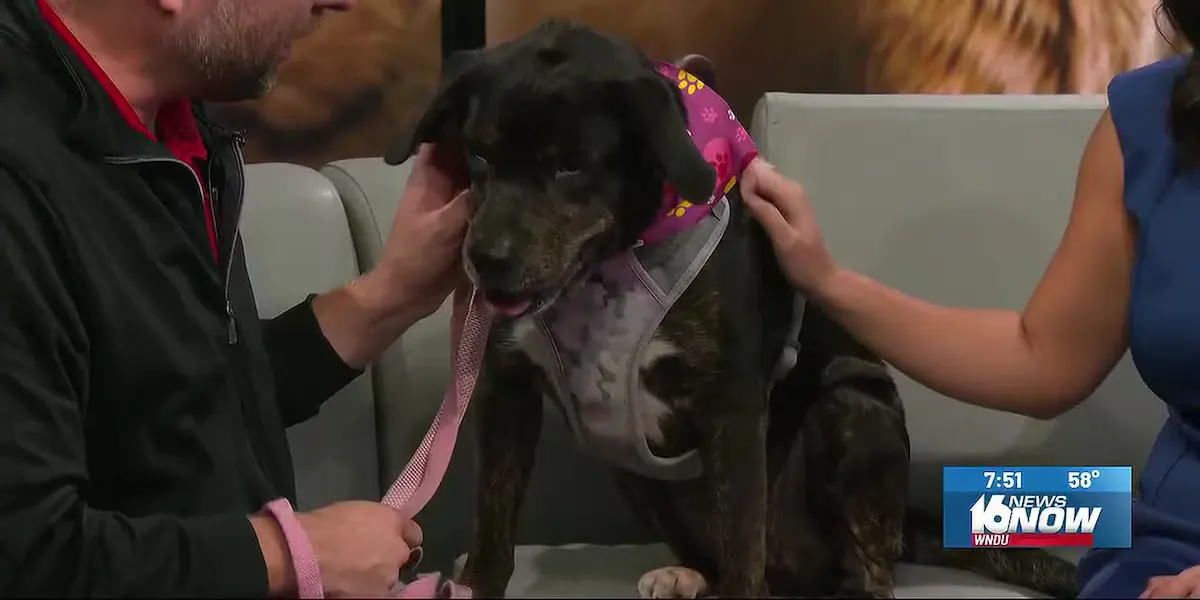 2nd Chance Pet: Meet Lucy!