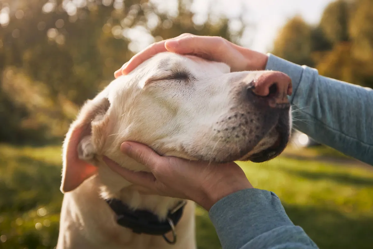 Meet Rocky, the 11-Year-Old Dog Eagerly Awaiting His Forever Home