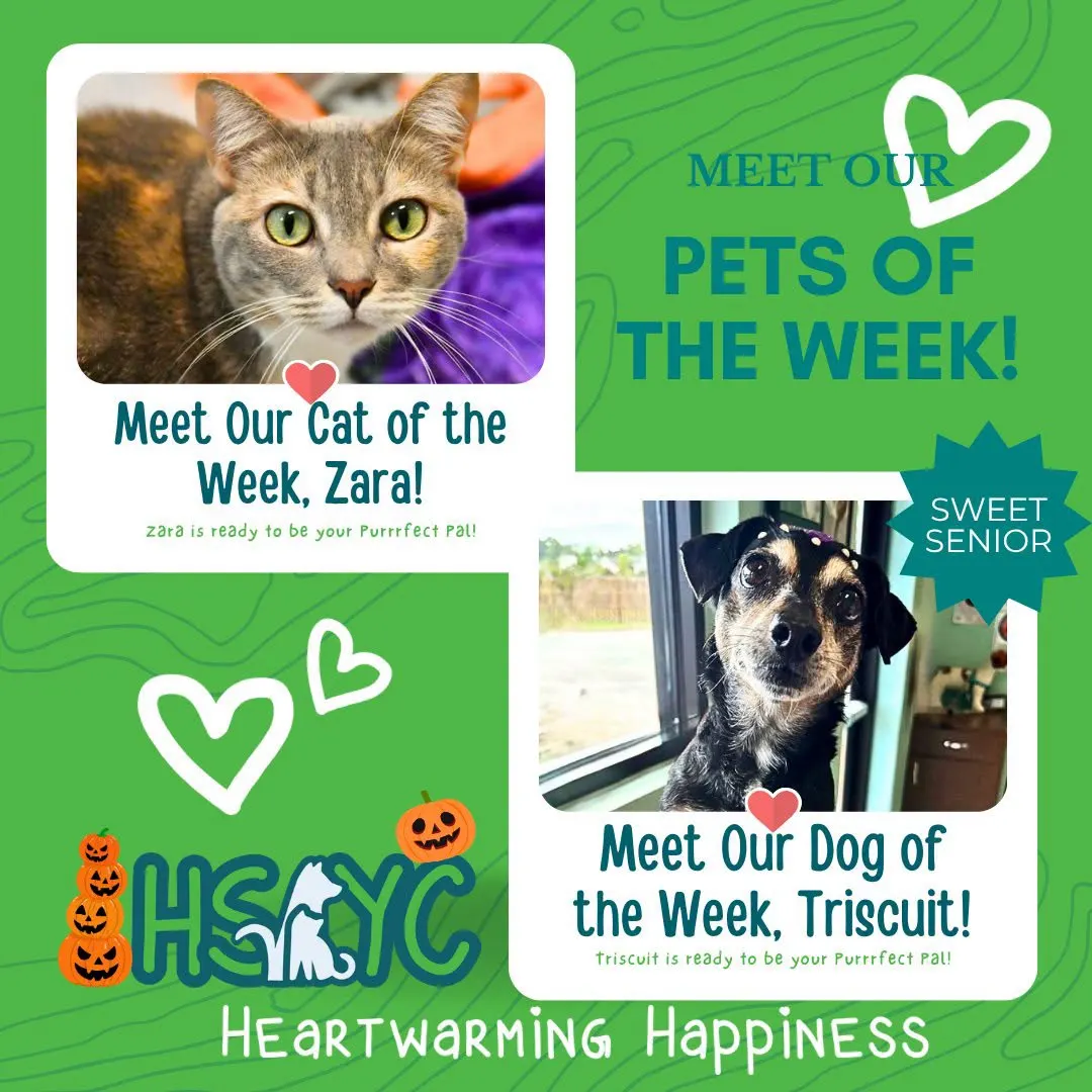 Zara And Triscuit Wait For Homes At Humane Society Of York County