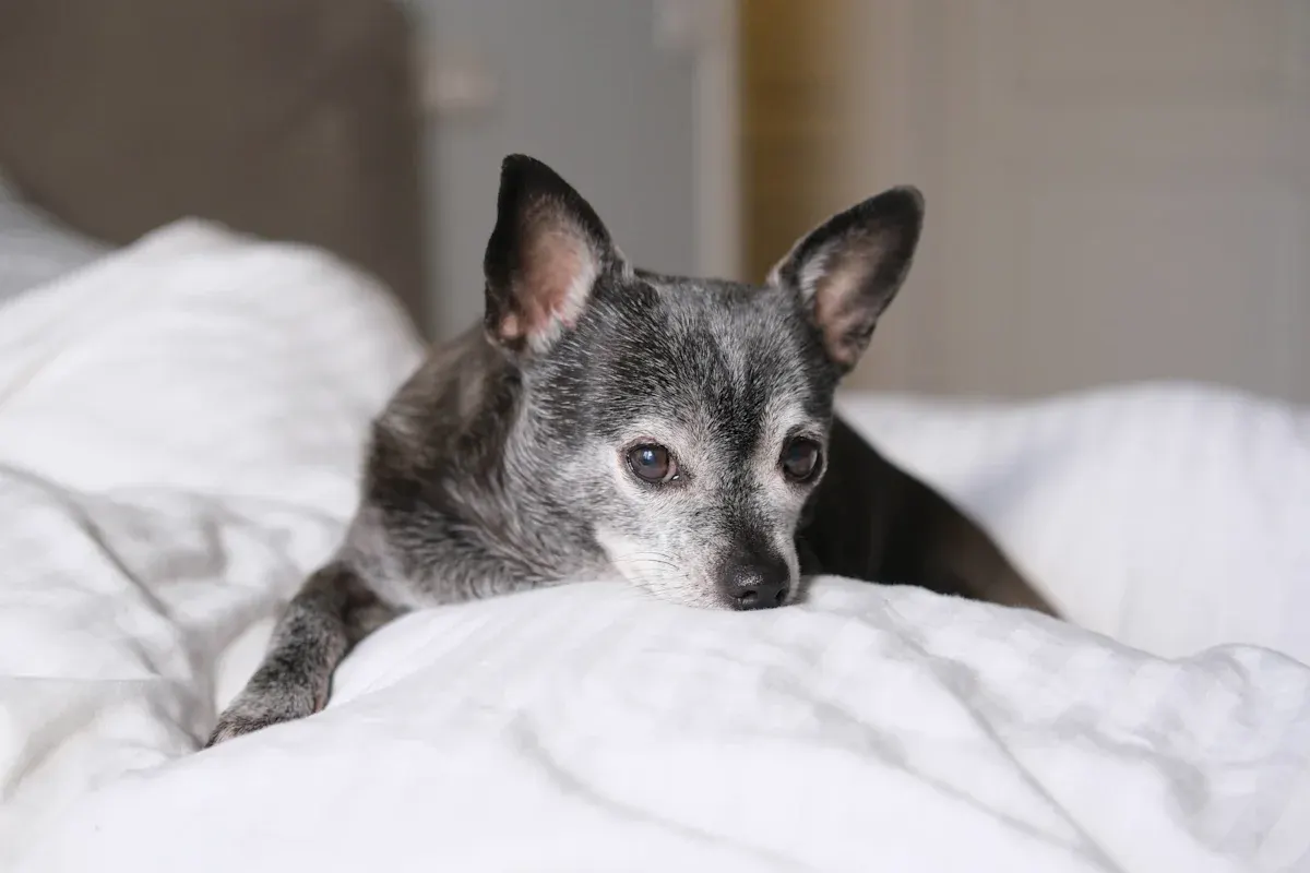 14-Year-Old Senior Dog Gets Adopted and Proves It’s Never Too Late for a New Beginning